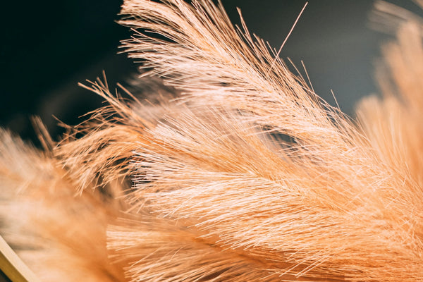 a close up of a feather on a table