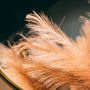 a close up of a feather on a table
