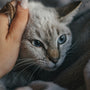 a person petting a cat with their hand