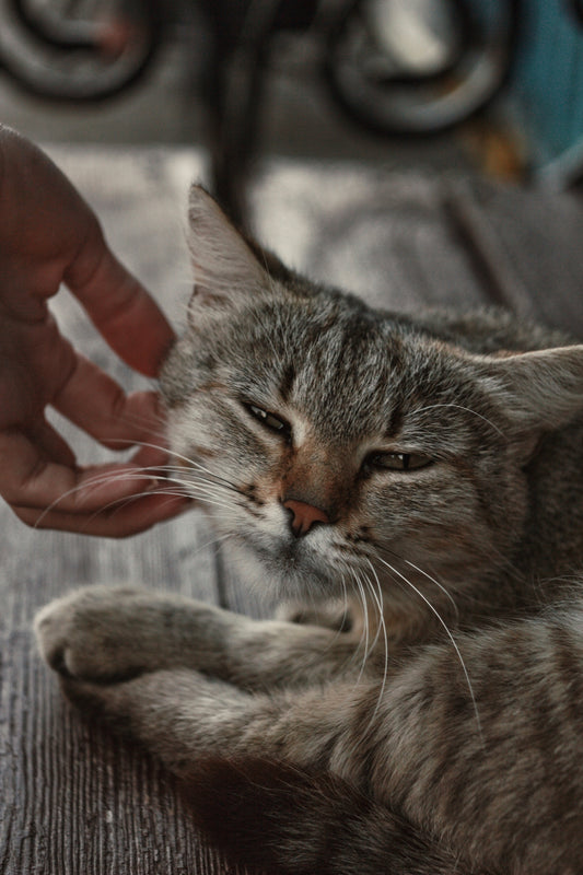 a close up of a person petting a cat