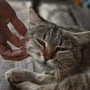 a close up of a person petting a cat
