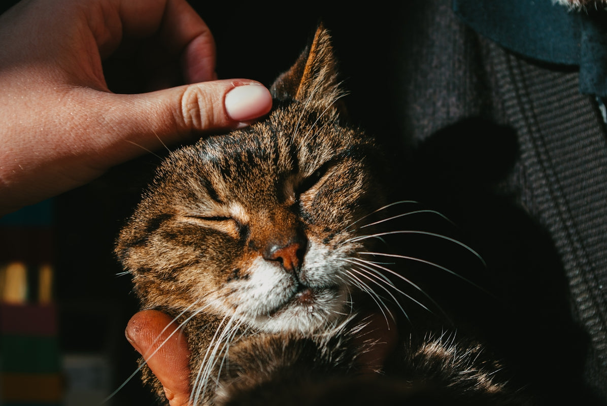 a close up of a person petting a cat