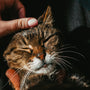 a close up of a person petting a cat