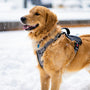 a dog standing in the snow with a harness on