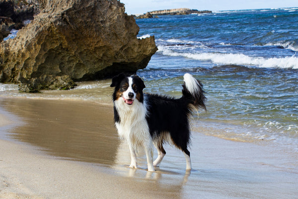 a black and white dog standing on top of a sandy beach