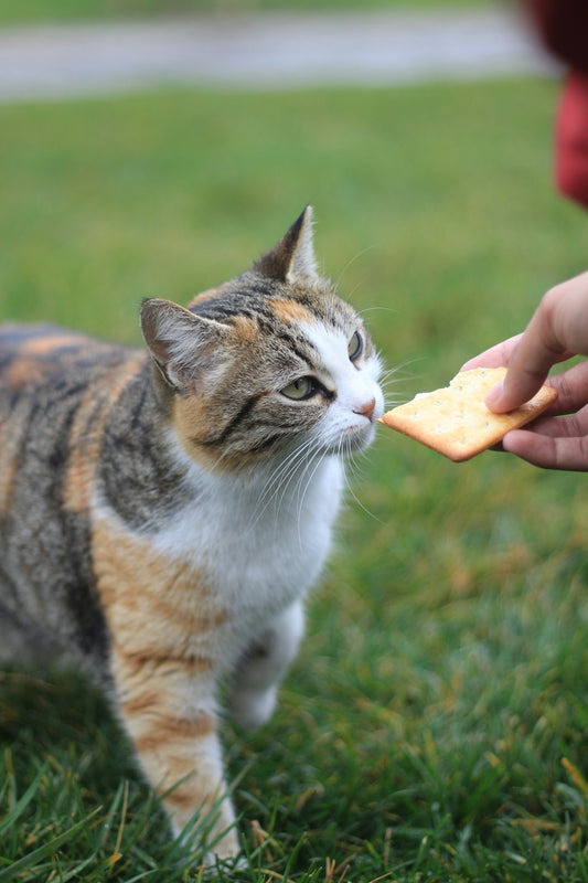 a person feeding a cat a piece of food