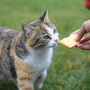 a person feeding a cat a piece of food