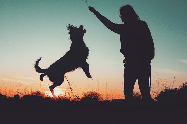 a person and a dog playing with a kite