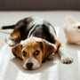 a dog laying on a bed next to a stuffed animal