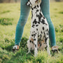 a dalmatian dog sitting on top of a lush green field
