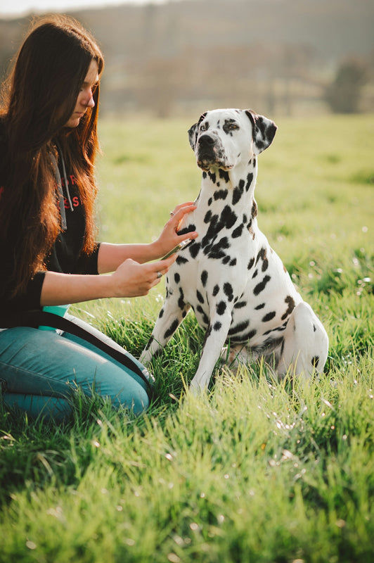 a woman petting a dalmatian dog in a field