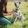 a woman petting a dalmatian dog in a field