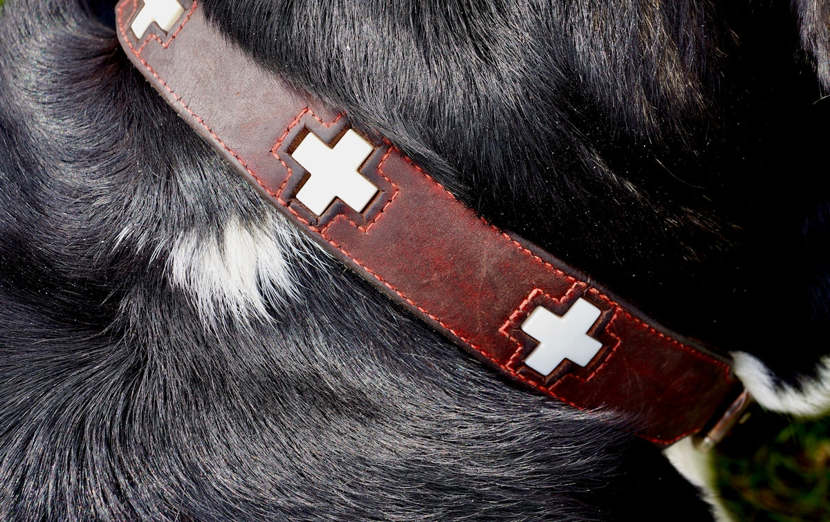 a dog wearing a red collar