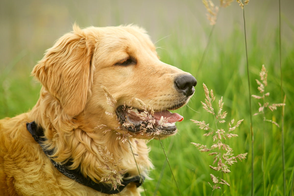 a dog with its mouth open