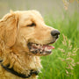 a dog with its mouth open