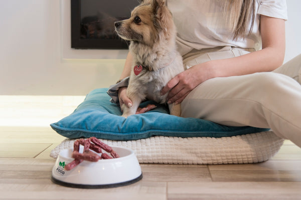 a dog sitting on a person's lap