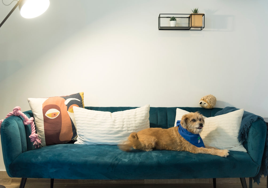 a dog sitting on a couch