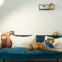 a dog sitting on a couch