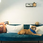 a dog lying on a couch