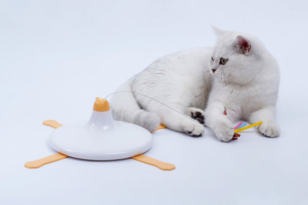 a cat lying on a plate with a toy