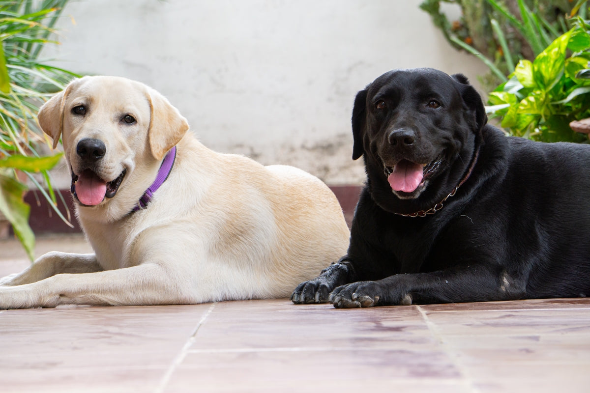 a couple of dogs laying next to each other on a tile floor