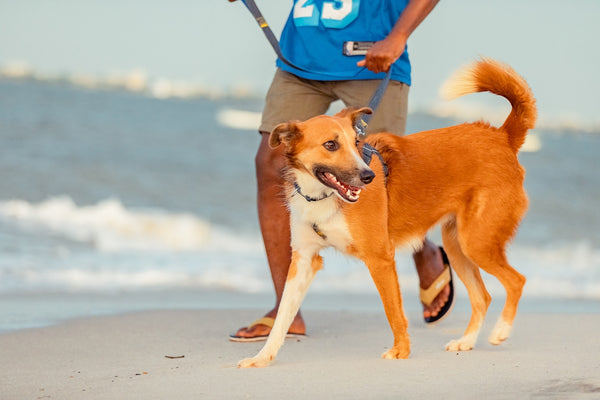 a person and a dog on a beach