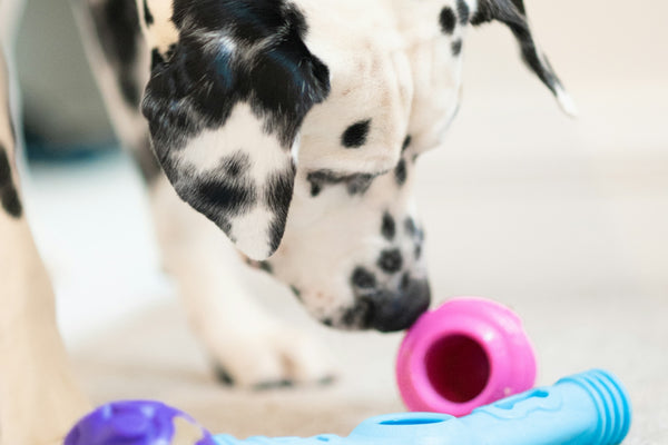 a dog with a toy