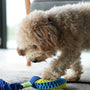 a dog playing with a toy