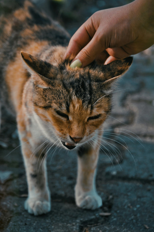 a hand petting a cat