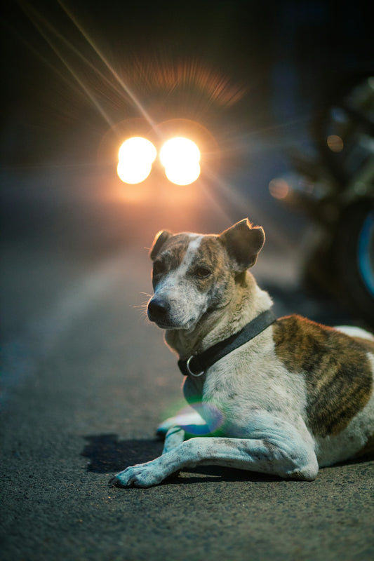 a dog sitting on the ground
