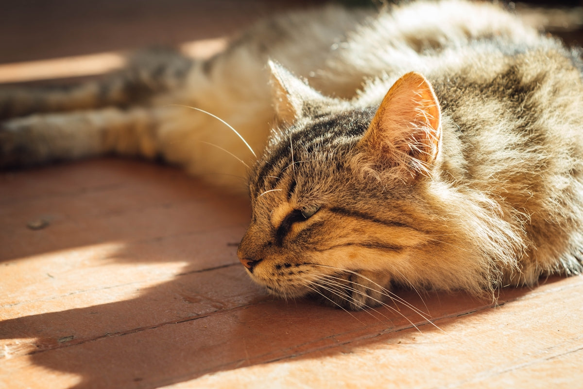 a cat lying on a wood floor