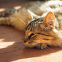 a cat lying on a wood floor