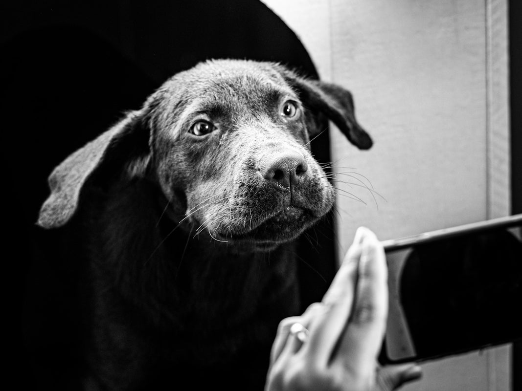 a dog wearing a hat