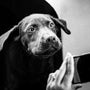 a dog wearing a hat