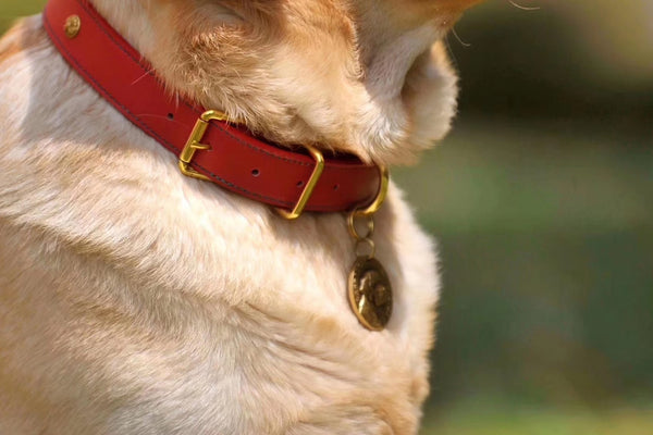 a dog with a red collar