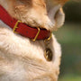 a dog with a red collar