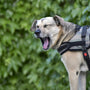 a dog with its mouth open standing in front of a bush