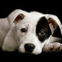 a close up of a dog laying on the ground