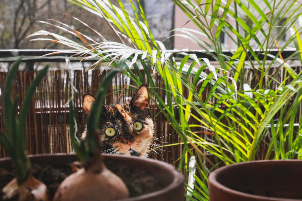 a cat peeking out from behind some potted plants