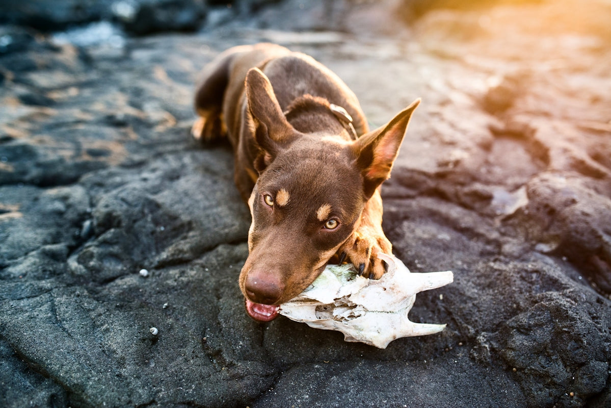 a dog with a bone in its mouth