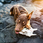 a dog with a bone in its mouth