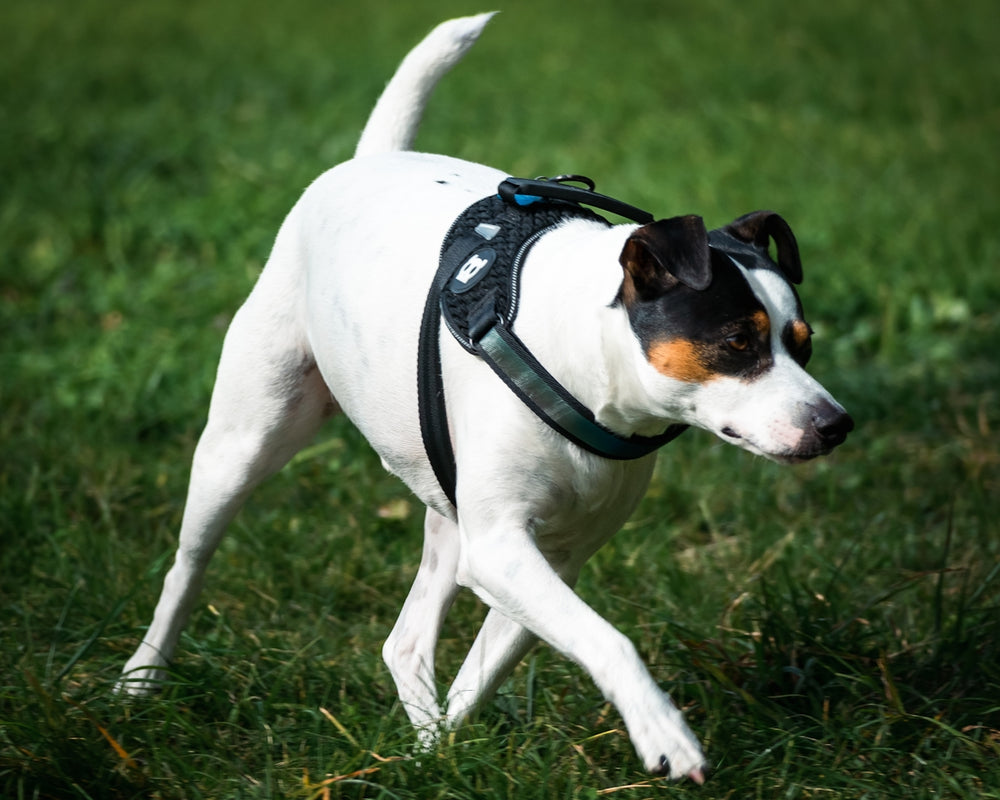 a white and brown dog walking across a lush green field