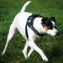 a white and brown dog walking across a lush green field