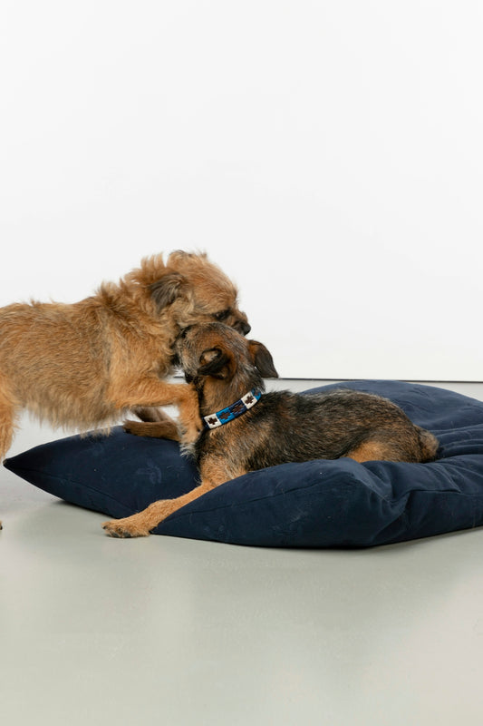 two dogs playing with a pillow on the floor