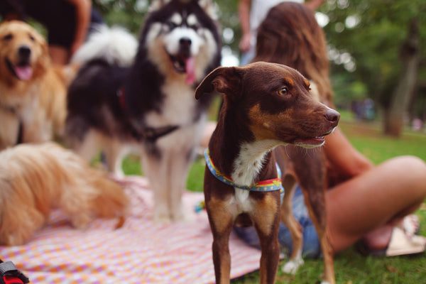 a group of dogs sitting on top of a blanket