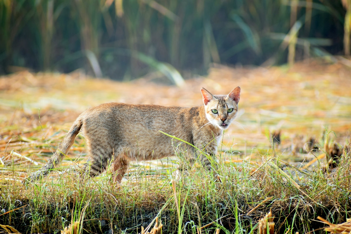 a cat standing in the middle of a field