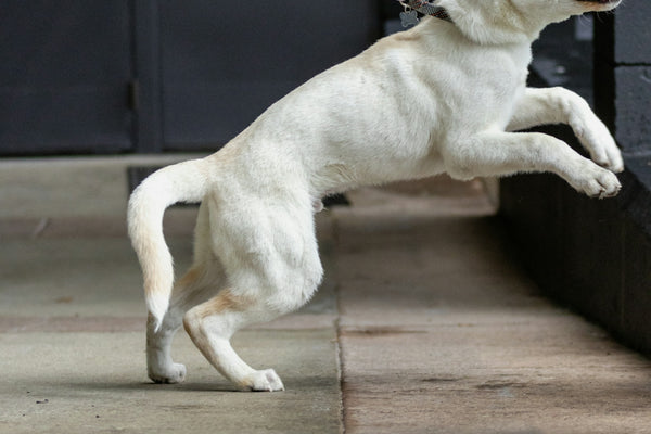 a white dog jumping up into the air on a leash