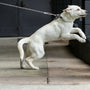 a white dog jumping up into the air on a leash