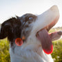 a close up of a dog with its tongue out