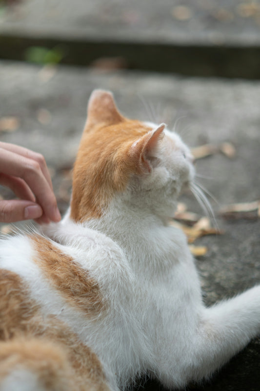 a person petting an orange and white cat